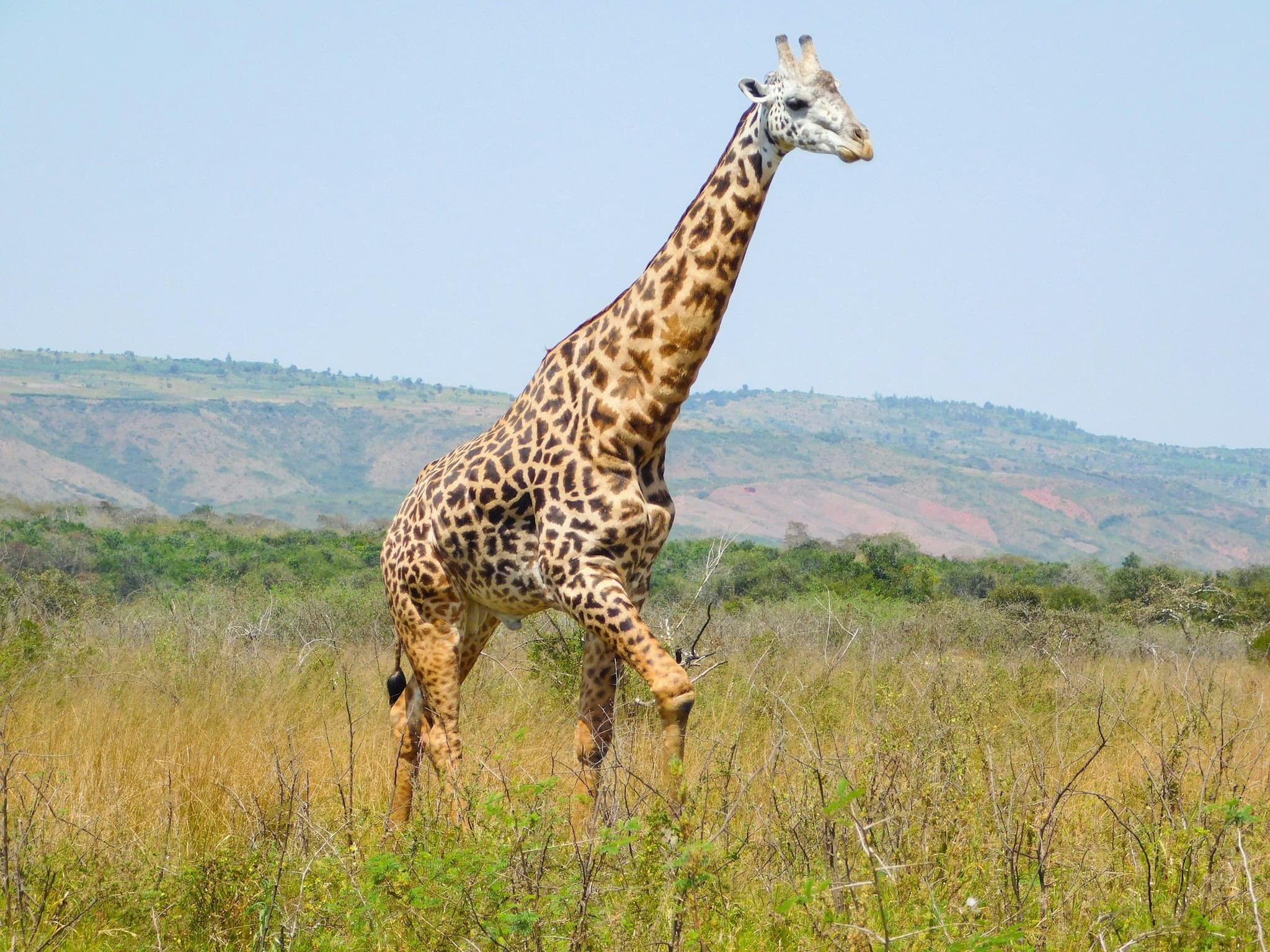 Akagera National Park: Rwanda’s Big Five savanna, lakes and wetlands