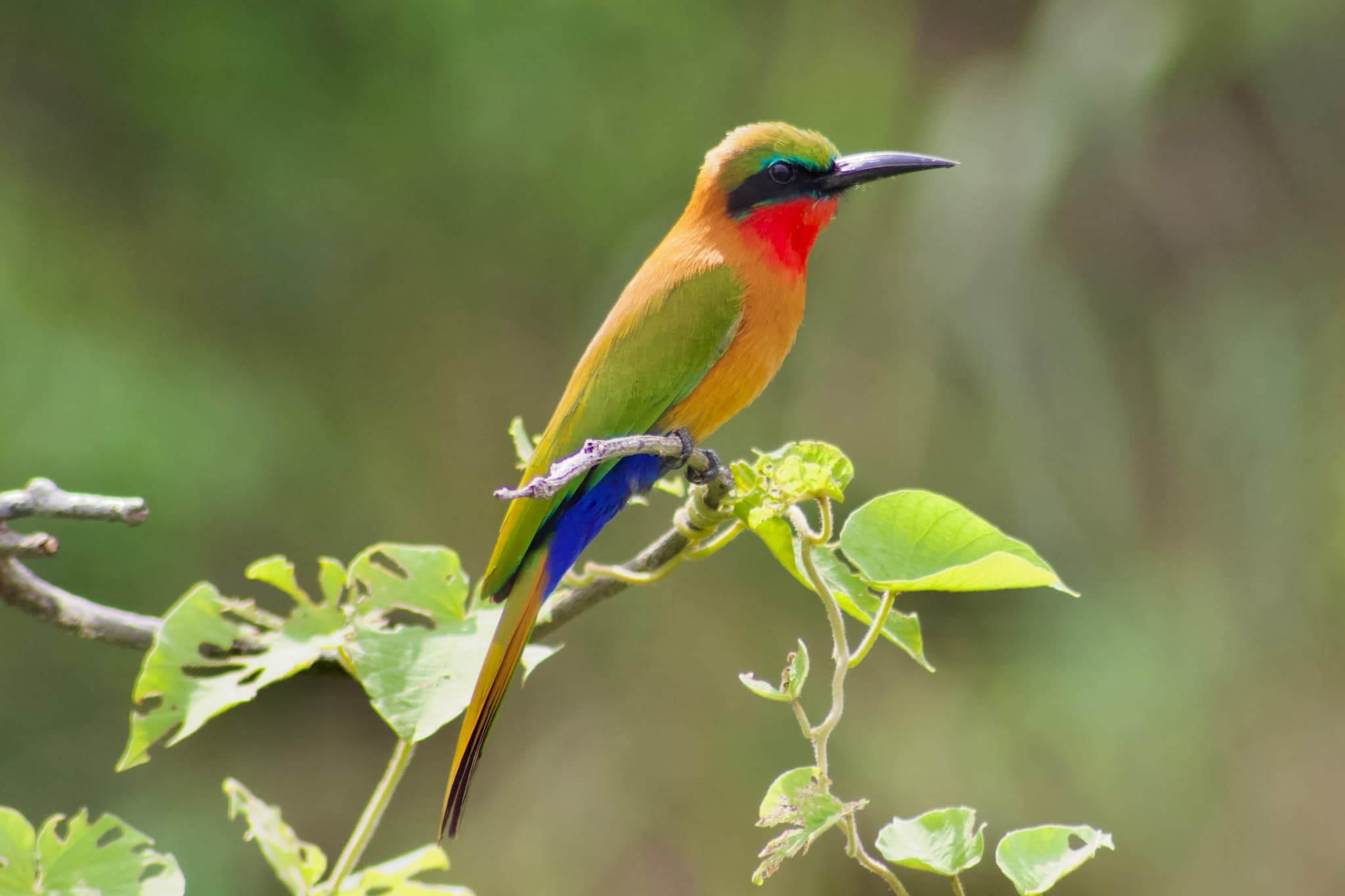 Kibale National Park, photo 3