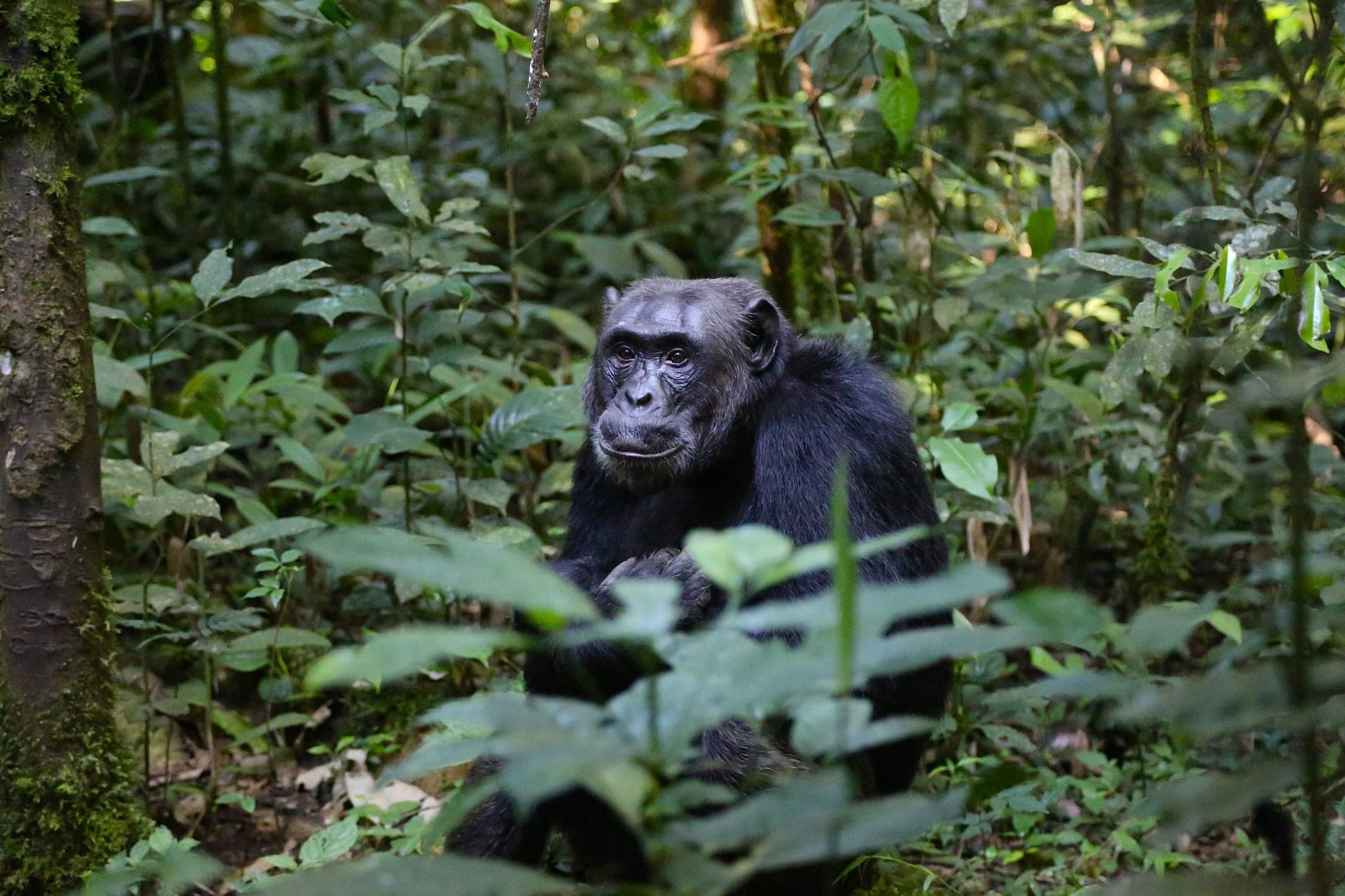 Kibale National Park: Chimpanzee tracking and forest walks