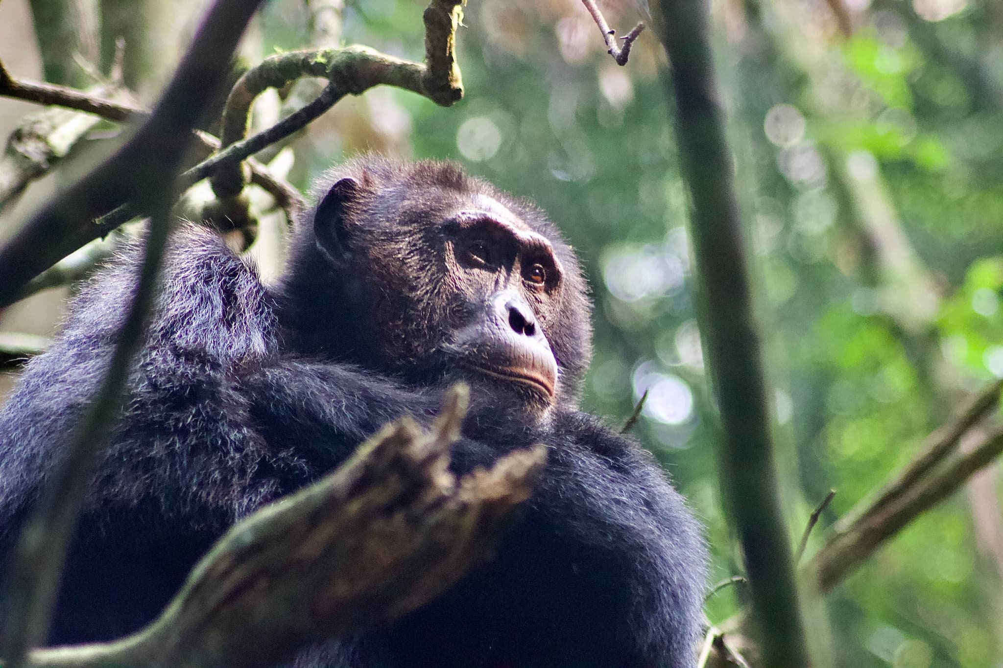 Kibale National Park: Chimpanzee tracking and forest walks