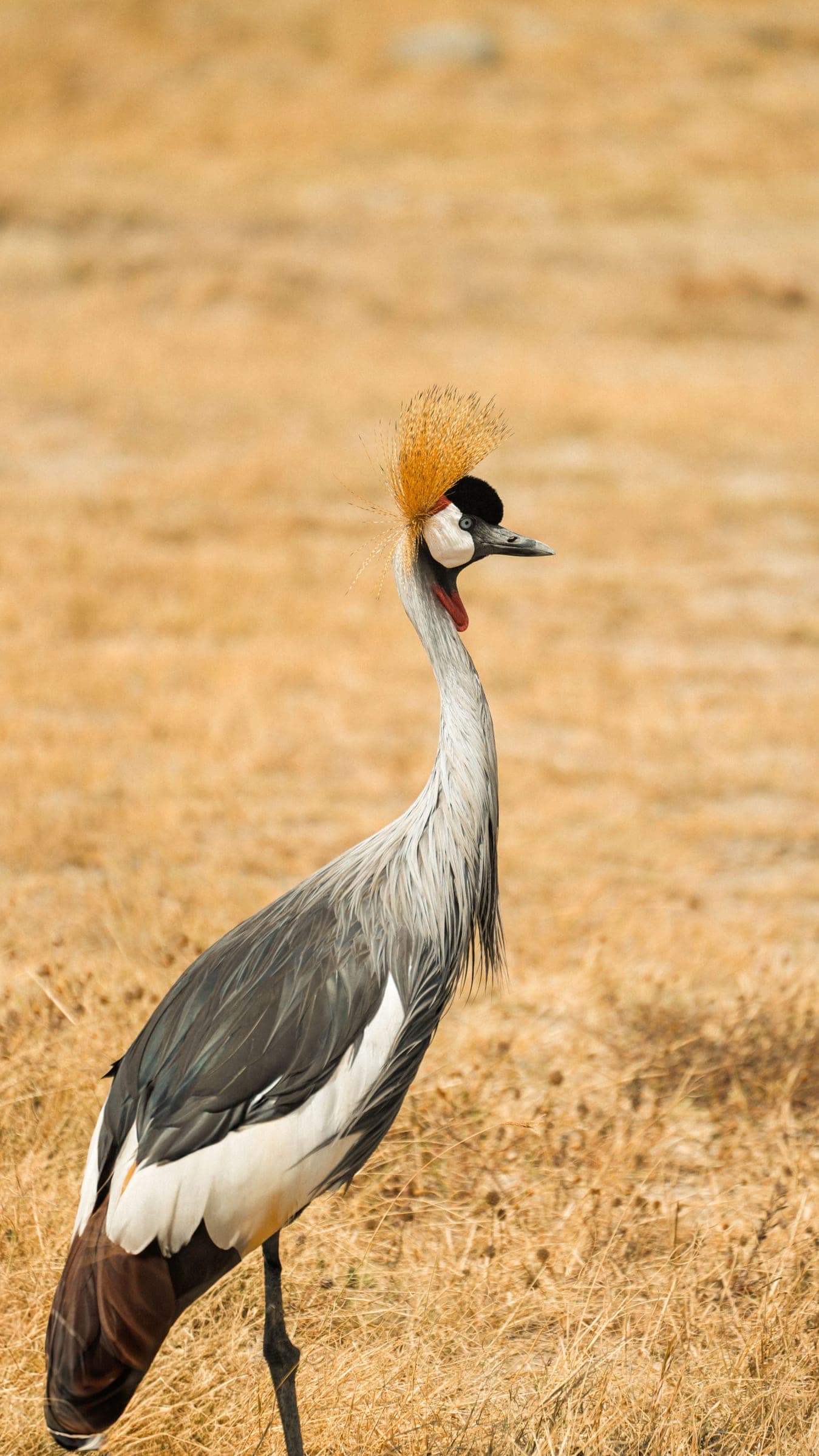 Lake Mburo National Park, photo 2