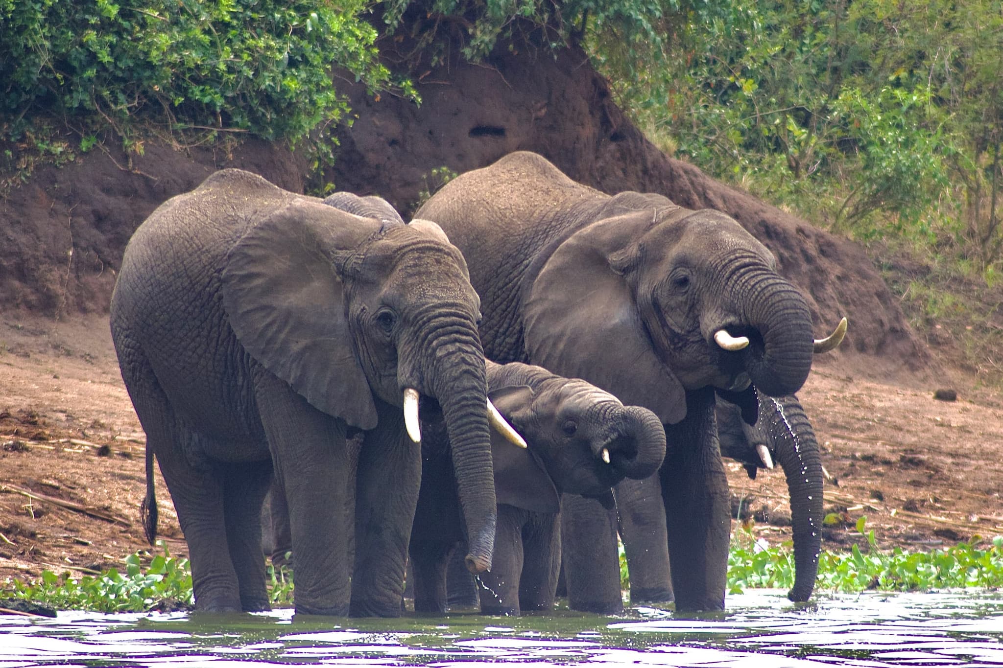 Queen Elizabeth National Park: Game drives and water safaris on the Kazinga Channel