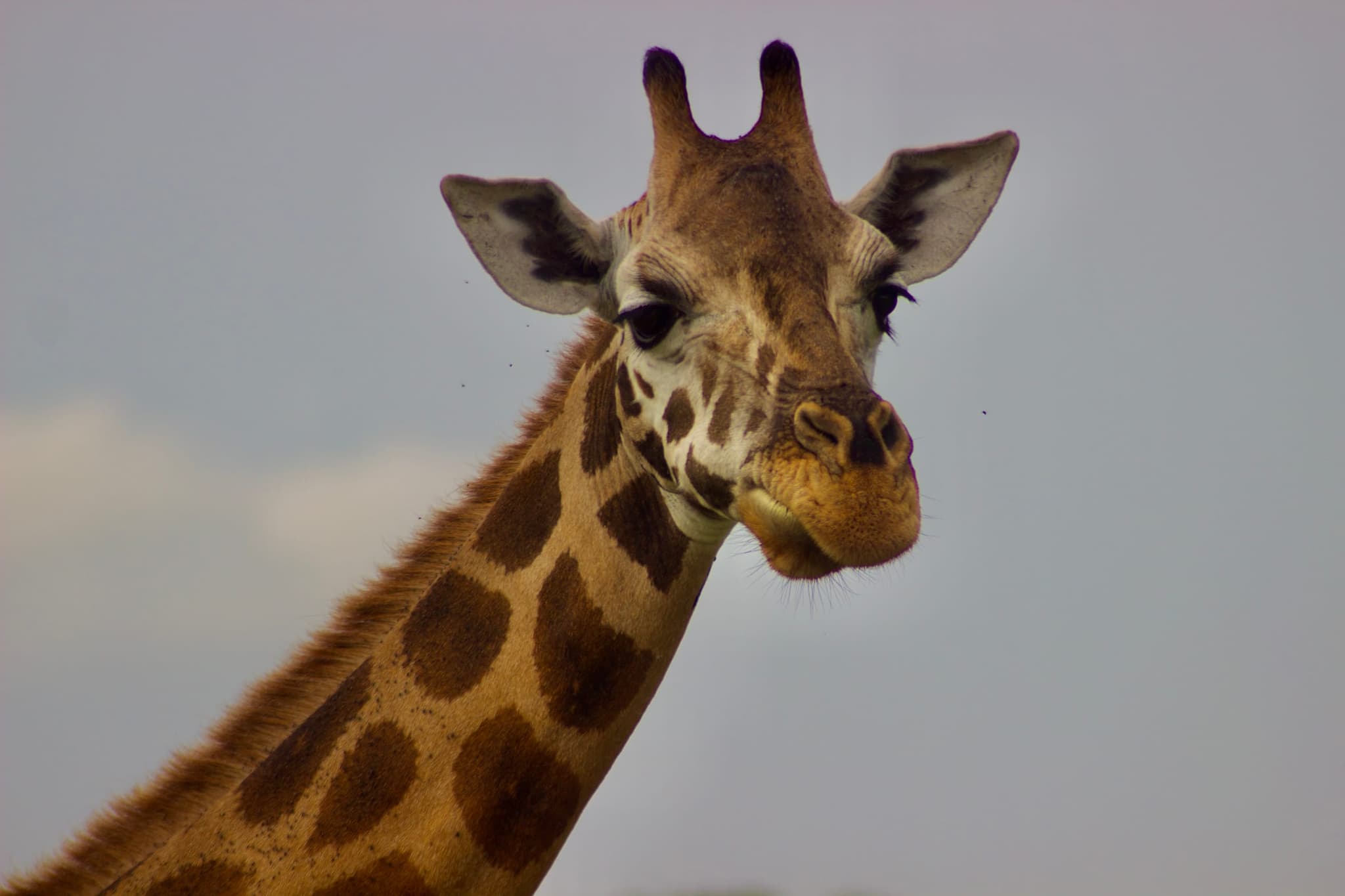 Murchison Falls National Park, photo 3