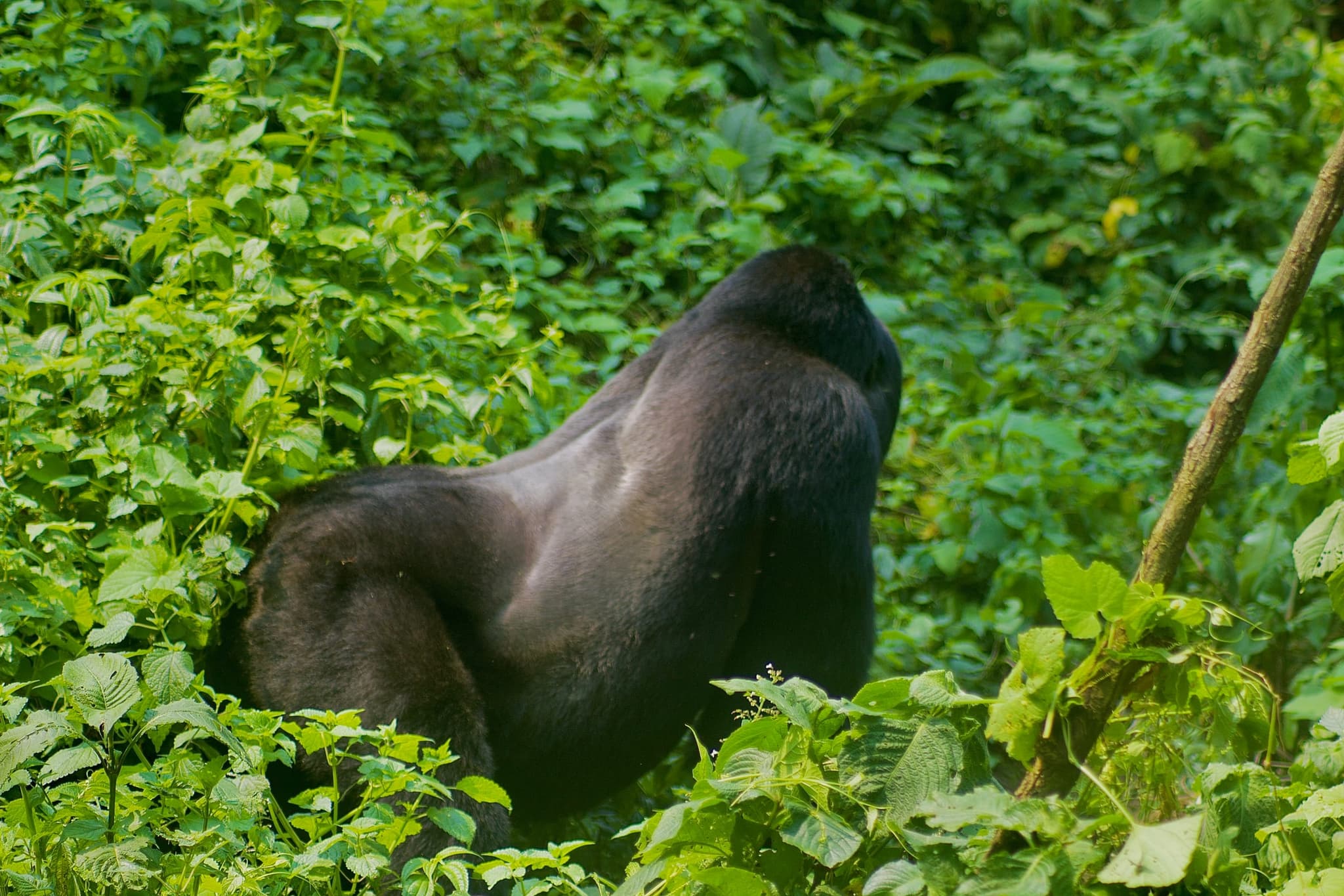 Bwindi Impenetrable National Park: Mountain gorilla trekking in ancient rainforest