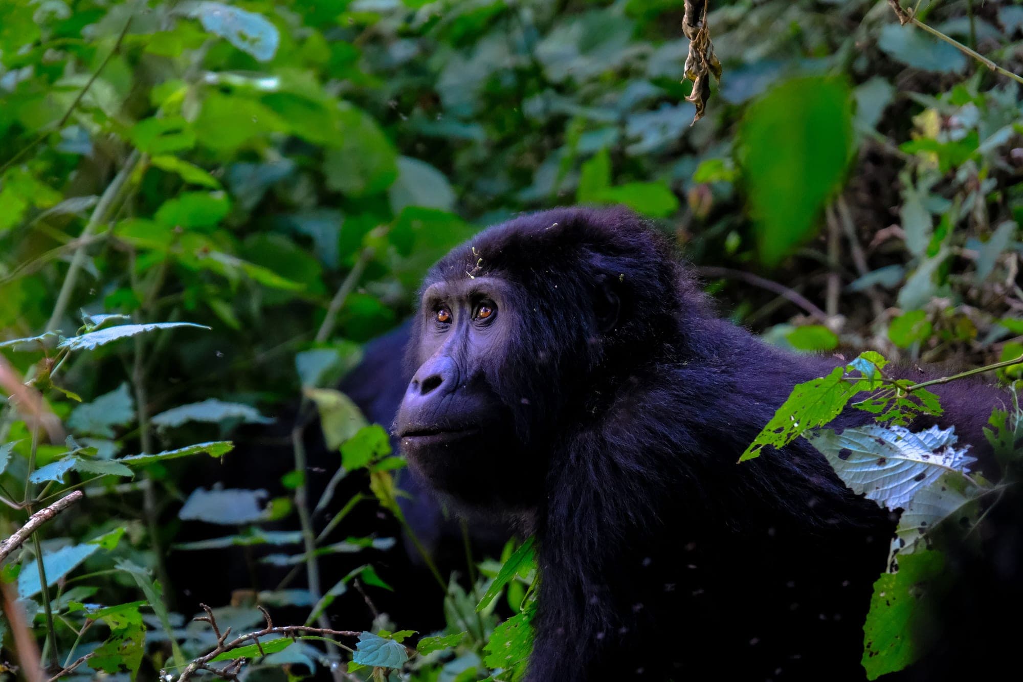 Bwindi Impenetrable National Park: Mountain gorilla trekking in ancient rainforest
