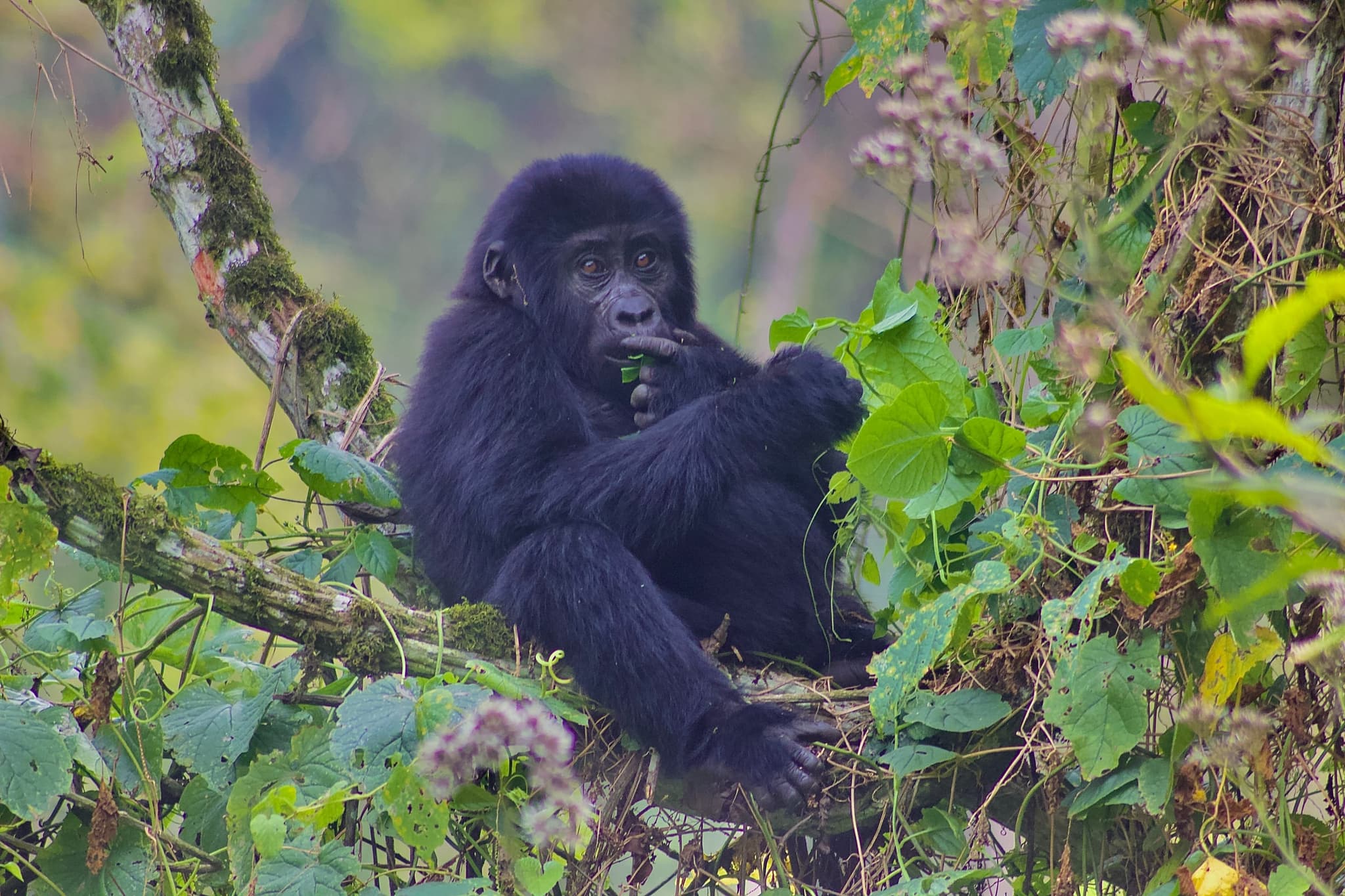 Bwindi Impenetrable National Park, photo 3