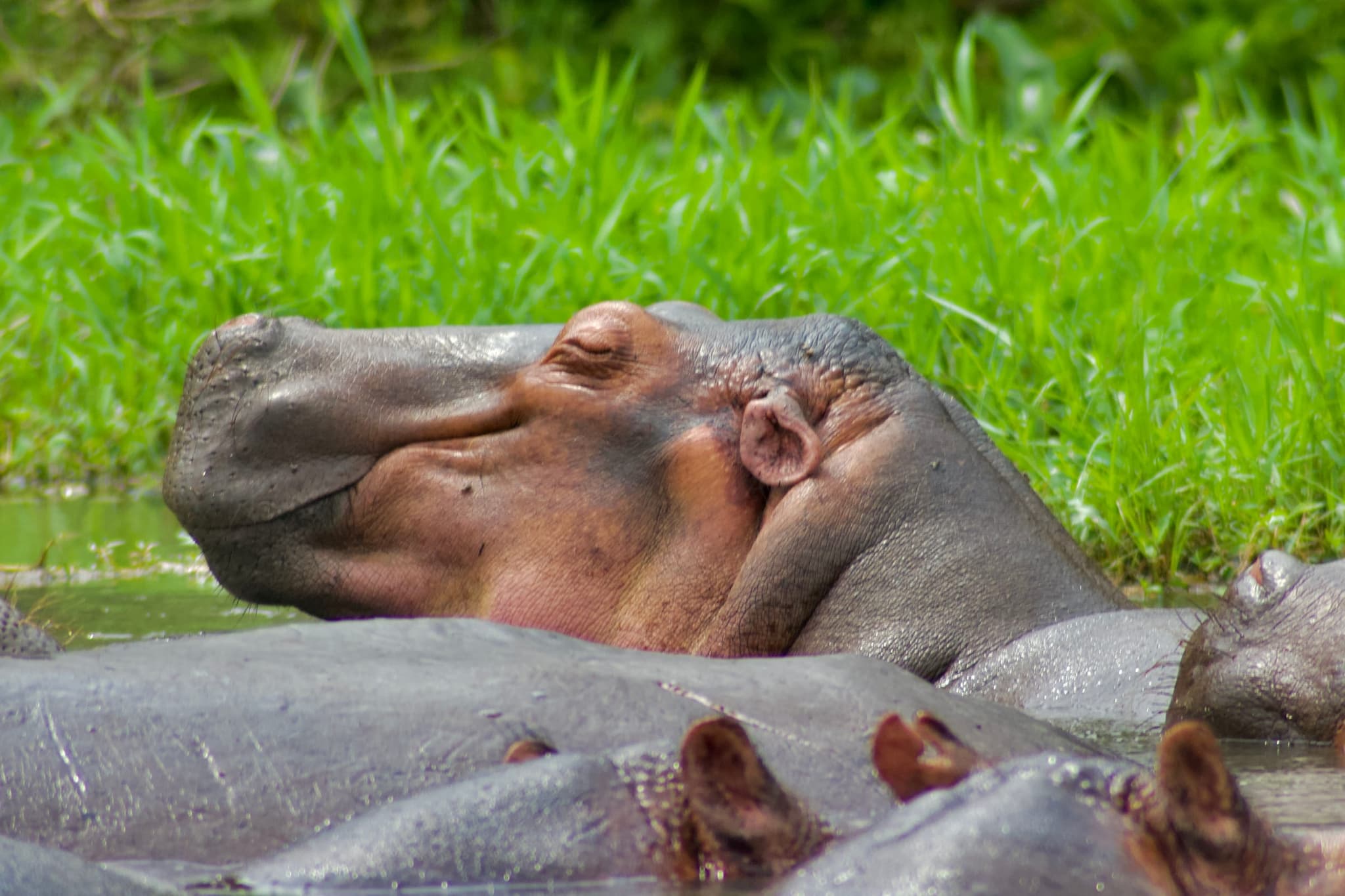 Queen Elizabeth National Park, photo 3