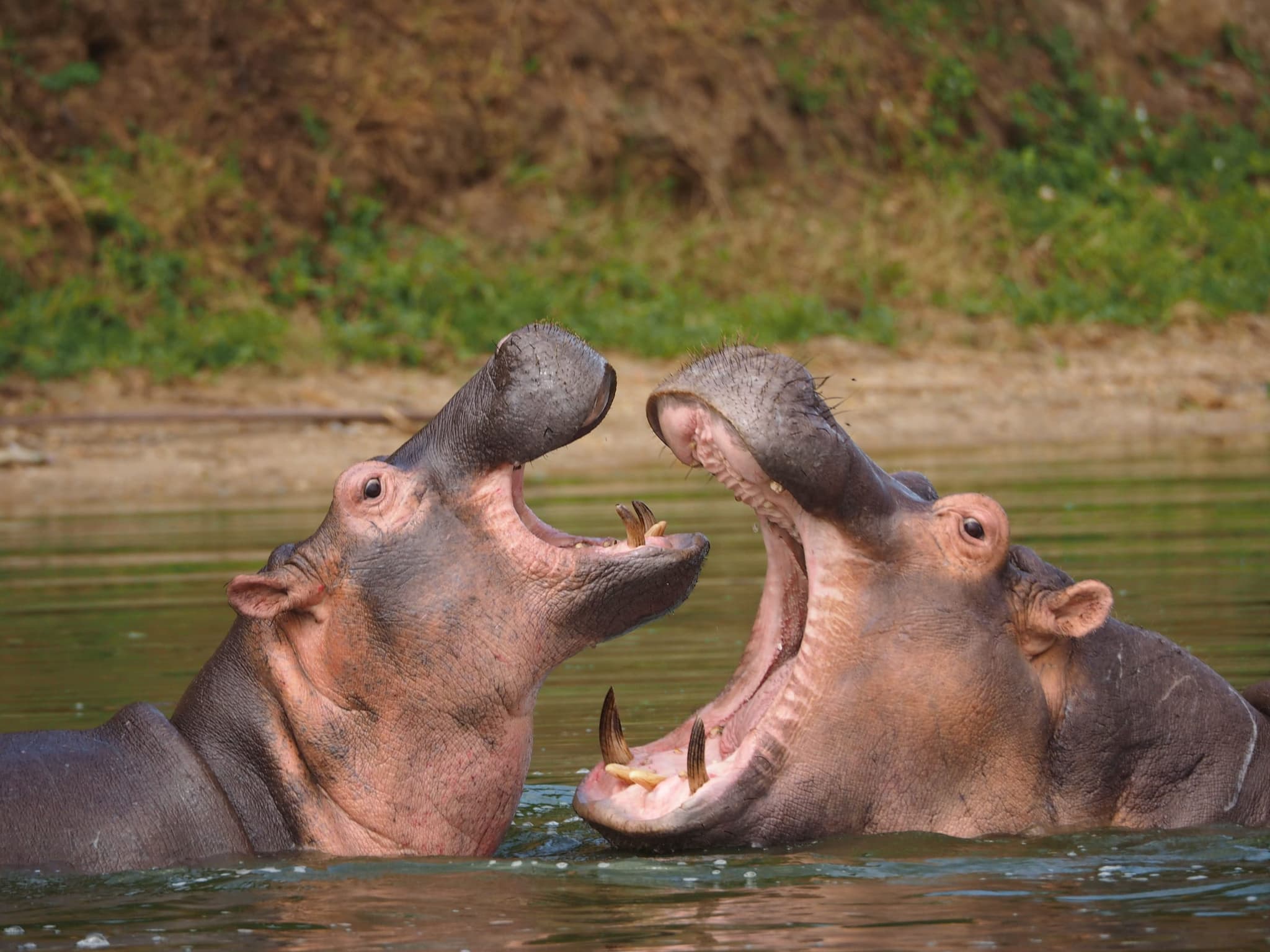 Lake Mburo National Park, photo 3