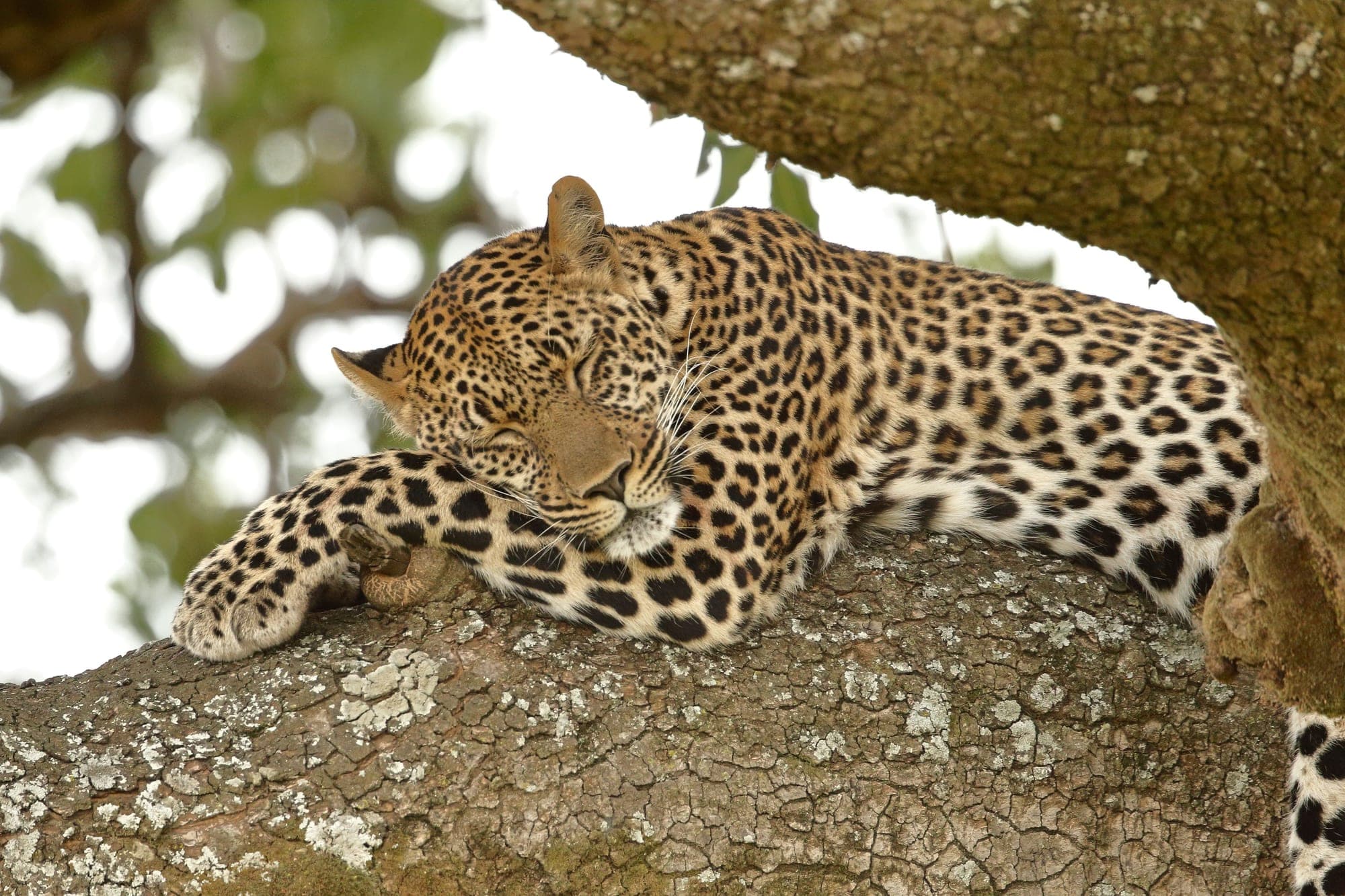 Queen Elizabeth National Park, photo 2