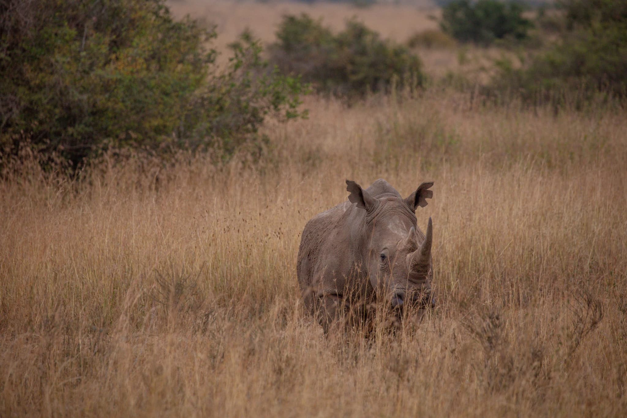 Ziwa Rhino Sanctuary, photo 2