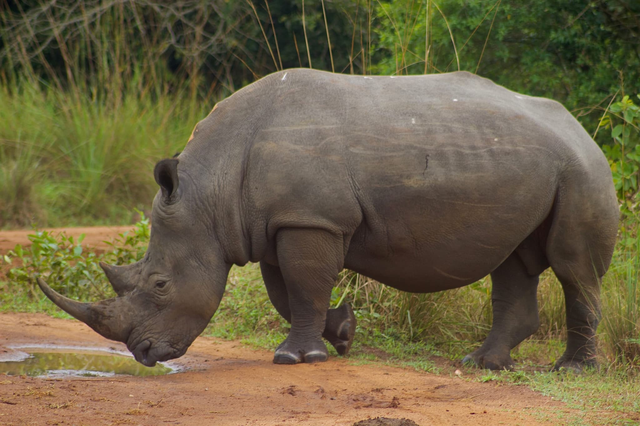 Ziwa Rhino Sanctuary, photo 3