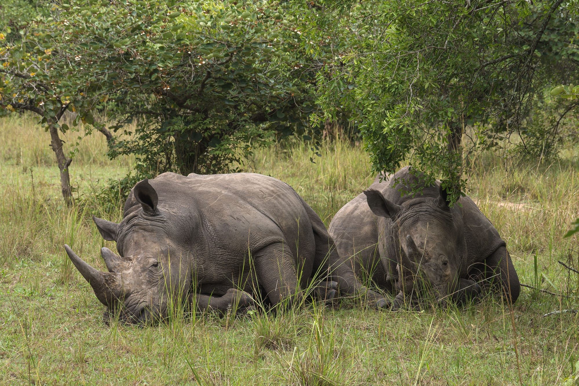 Ziwa Rhino Sanctuary: Uganda’s only wild rhino population, near Entebbe