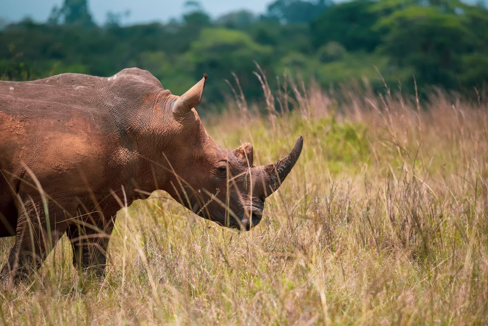 Ziwa Rhino Sanctuary: Uganda’s only wild rhino population, near Entebbe
