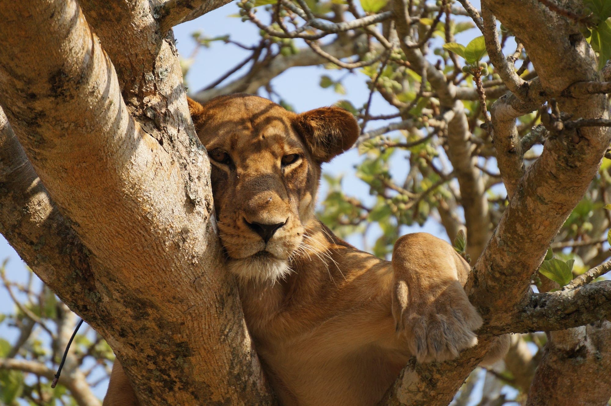 Queen Elizabeth National Park: Game drives and water safaris on the Kazinga Channel