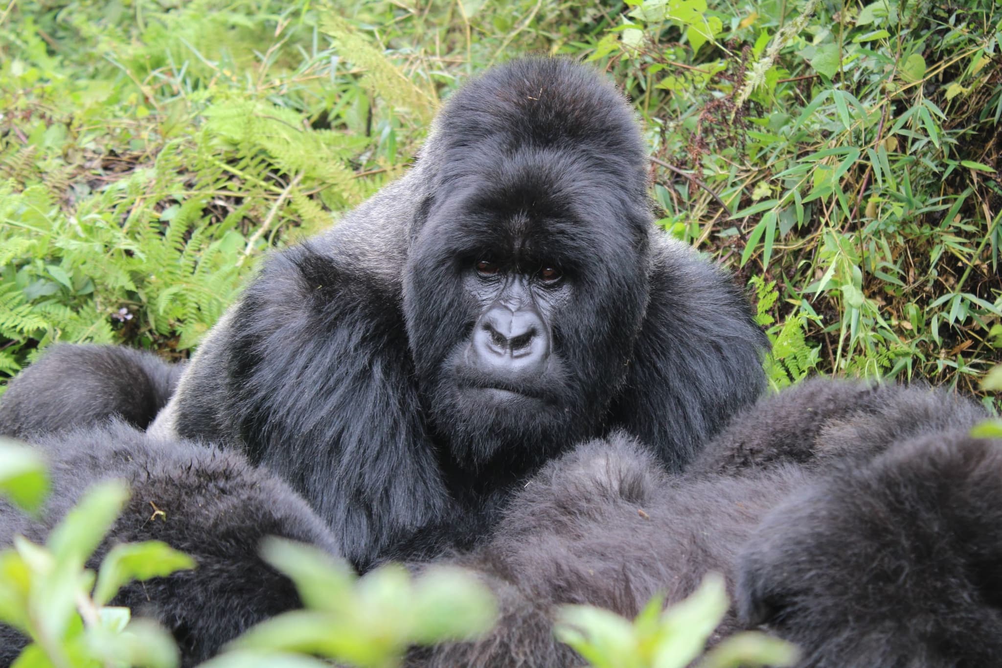 Volcanoes National Park: Mountain gorillas and golden monkeys on the slopes of the Virungas