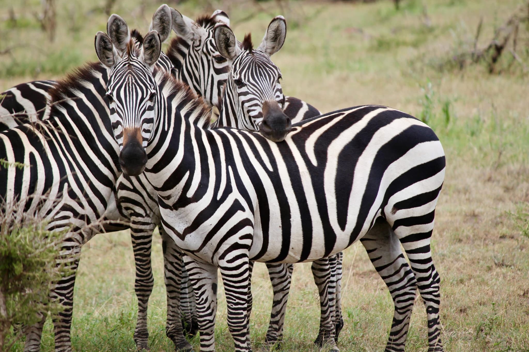 Lake Mburo National Park: Zebras, walking safaris, and a lake cruise close to Kampala