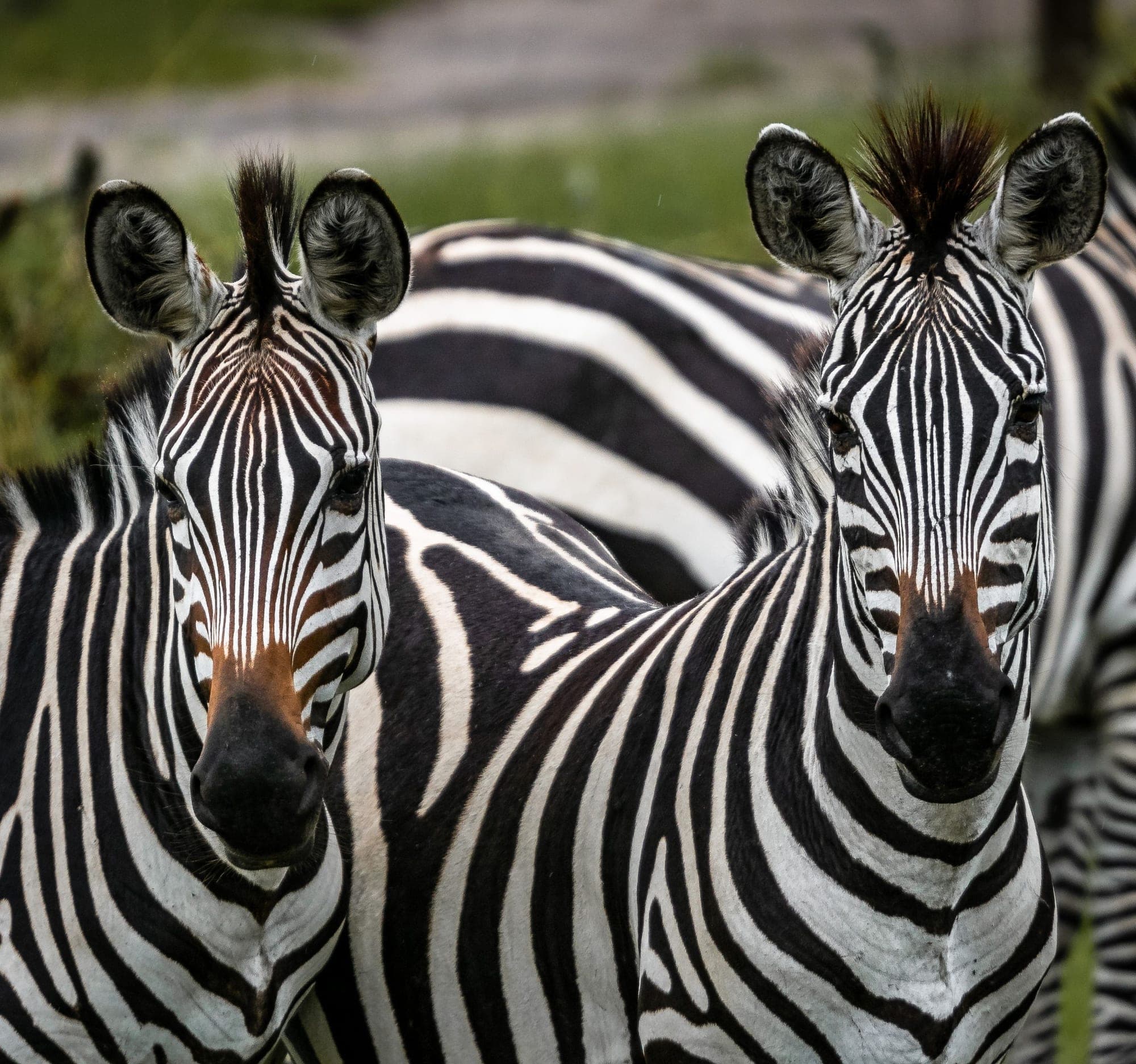 Lake Mburo National Park: Zebras, walking safaris, and a lake cruise close to Kampala