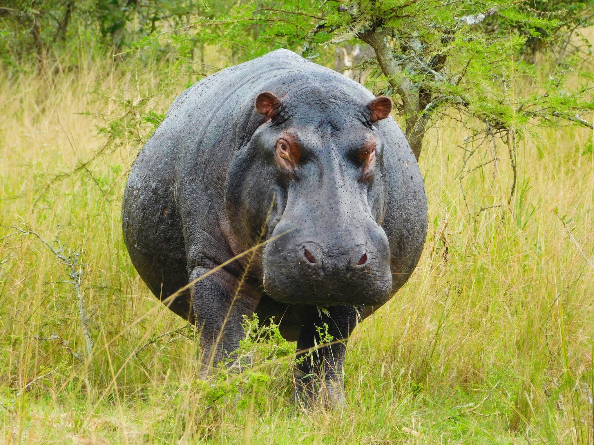 Akagera National Park, photo 3
