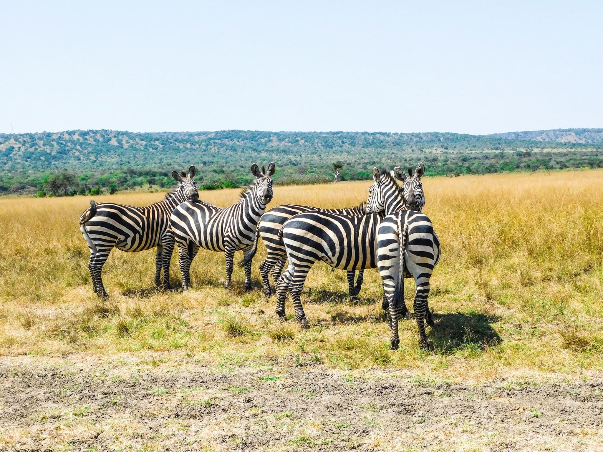 Akagera National Park, photo 2
