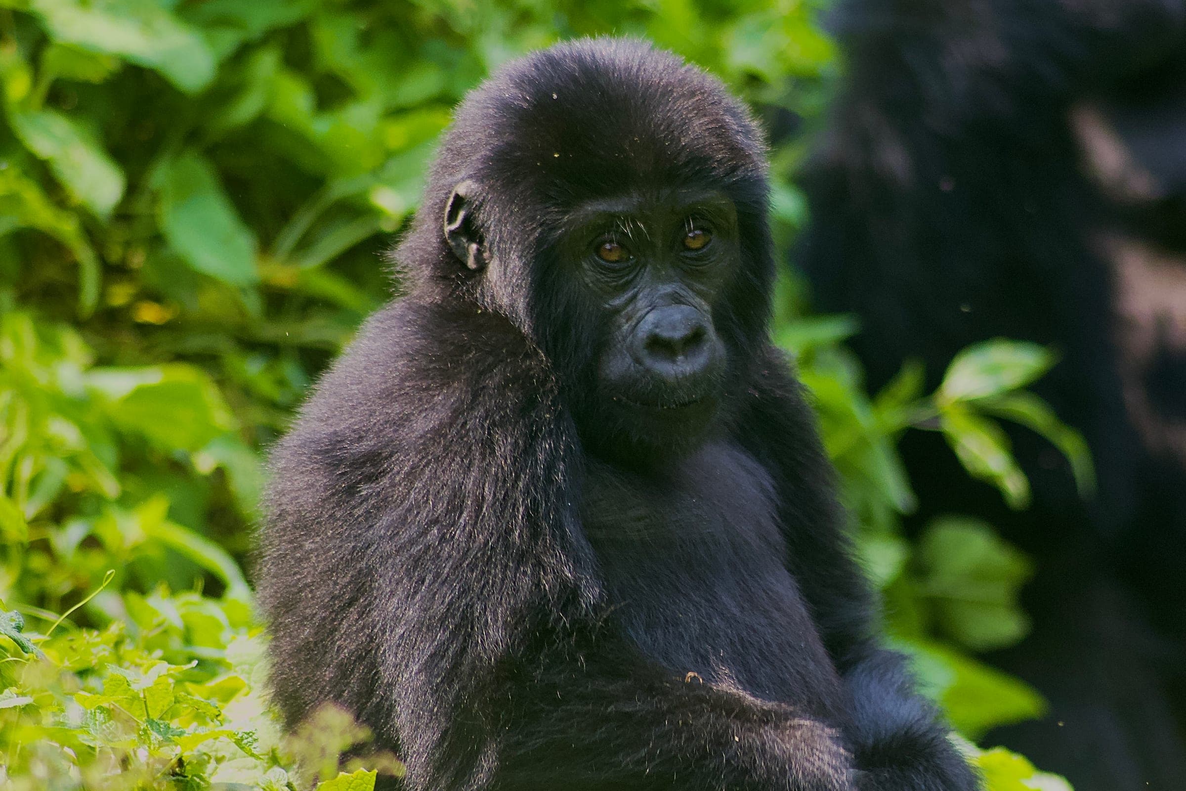 Wildlife of Uganda