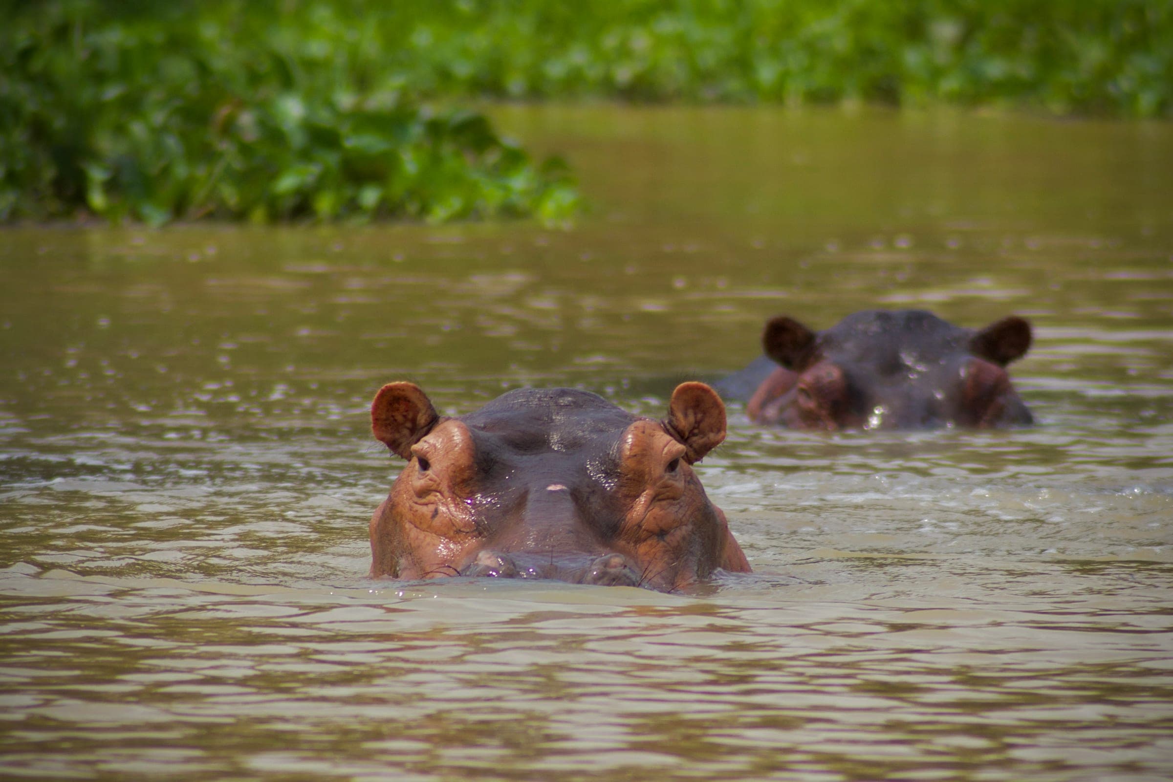 10-Day Complete Ugandan Safari