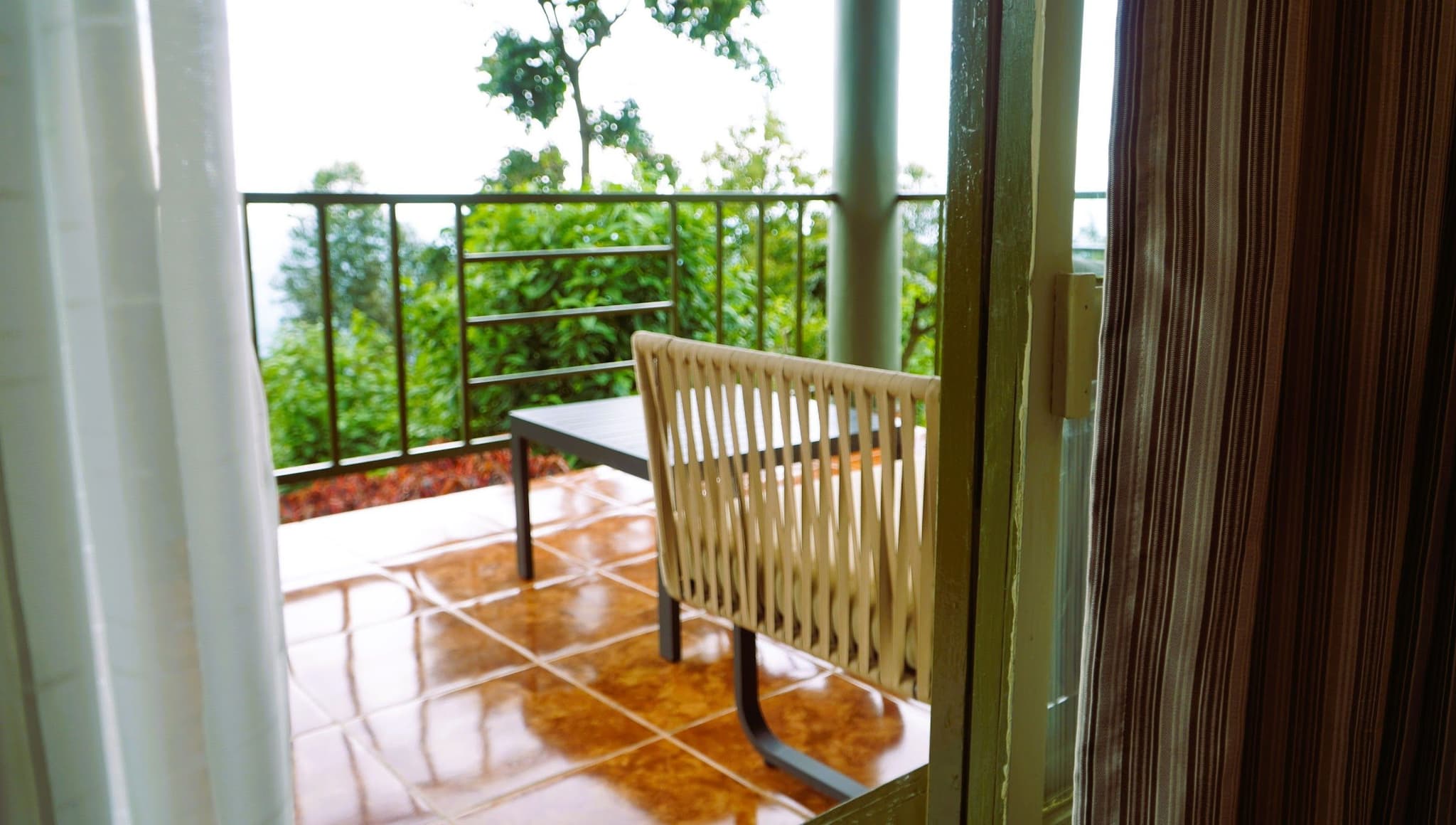 Nyungwe National Park: Chimpanzees, colobus monkeys and the canopy walkway