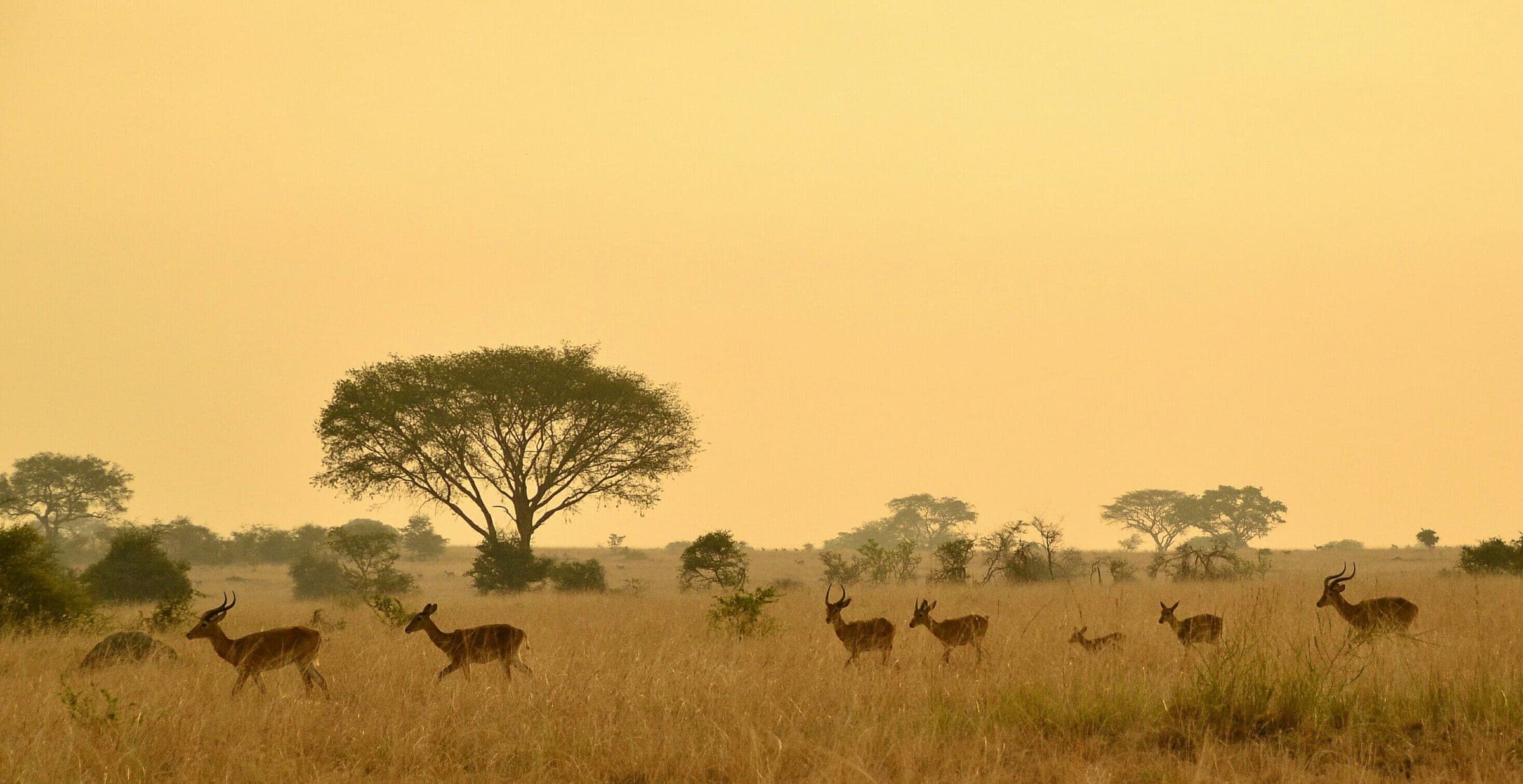 7-Day Ultimate Wildlife Experience